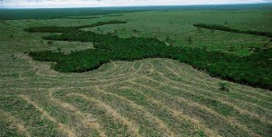 Imagem: desmatamento Mato Grosso continua na liderança em desmatamento
