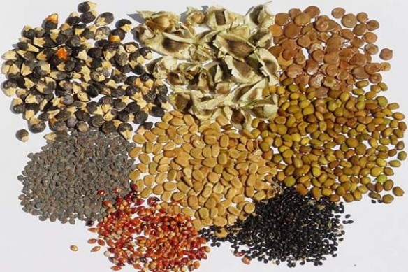 Imagem: sementes que emagrecem1 As principais sementes emagrecedoras