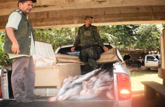 Imagem: apreensao de peixe Policia Ambiental apreende mais de 200 quilos de pescado