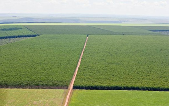 Imagem: cooperflora Mato Grosso terá seu 1º Dia de Campo de Eucalipto