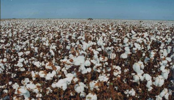 Imagem: algodão Beneficiamento do algodão já atingiu 89% da produção em MT