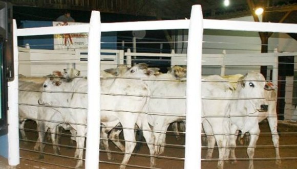 Imagem: gado Durante Exposul 6 mil animais serão ofertados em 10 leilões