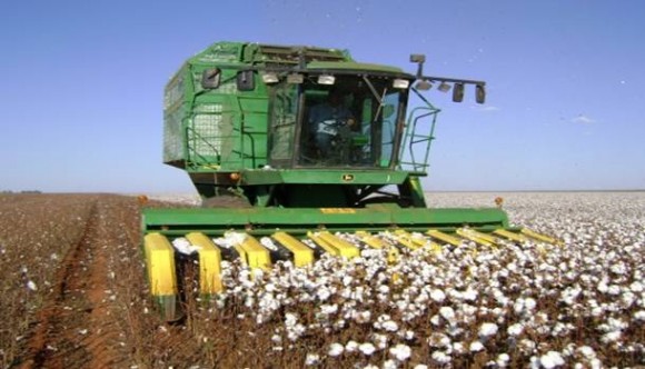 Imagem: COLHEITA Chuvas atrasam colheita do algodão em Mato Grosso
