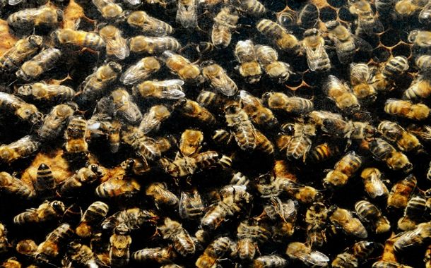 Imagem: abelhas Homem foi pescar e morre após ser atacado por abelhas