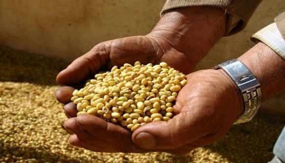 Imagem: soja Sistemas de produção de grãos e fibras são alternativas para sustentabilidade da lavoura