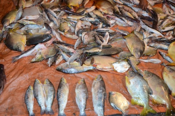 Imagem: Apreensao de pescado no Rio Sao Lourenco 02 Polícia Ambiental apreende 120 kg de pescado