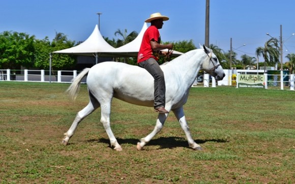 Imagem: Exposul 02 Cavalo Pantaneiro: Equinos voltam a ser destaque na 40ª Exposul