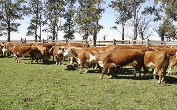 Imagem: Pecuária Pecuaristas do estado confinarão 20% menos gado em 2012