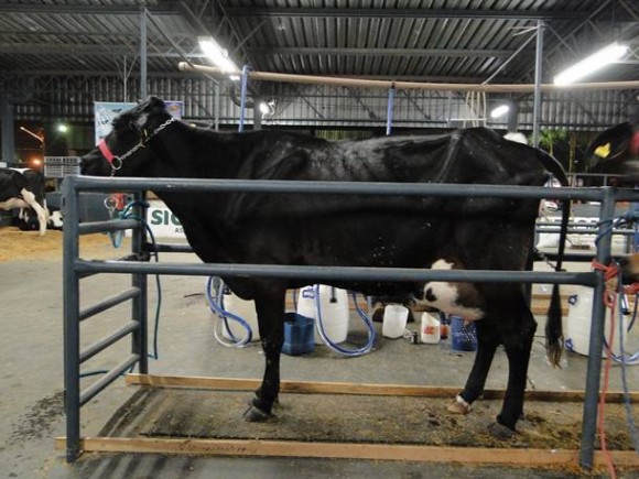 Imagem: Vaca Vaca “Goteira” e novilha “Joia” vencem o 20º Torneio Leiteiro da 40ª Exposul