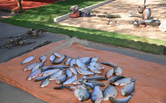 Imagem: peixe Polícia Ambiental de Rondonópolis apreende pescado irregular