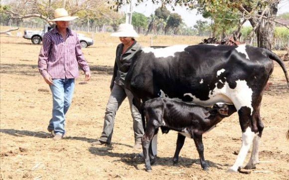 Imagem: leiteiro Agricultor familiar aprende na prática gestão por produção na bovinocultura leiteira