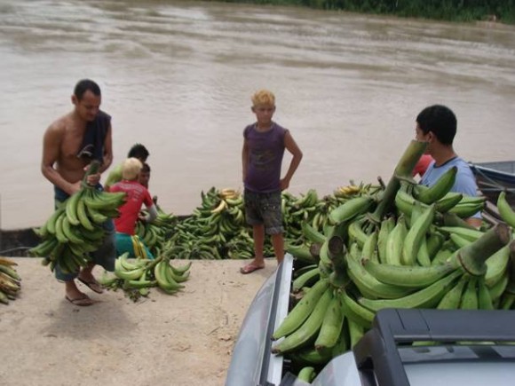 Imagem: bananas Bananas terão papel-chave na alimentação em mundo 'aquecido'
