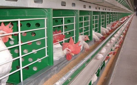 Imagem: galinhas ovos Primavera do Leste e Campo Verde são destaques na produção nacional de ovos