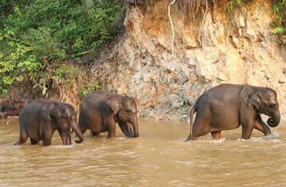 Imagem: ELEFANTES ONG oferece recompensa por suspeitos de matar elefantes
