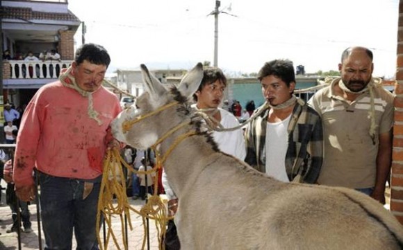 Imagem: burro ladroes Homens acusados de roubar burro são amarrados ao animal