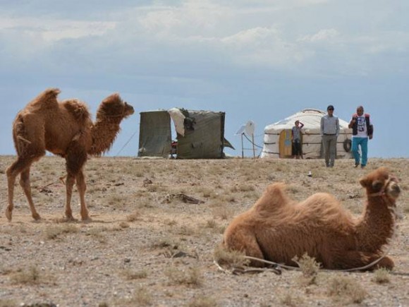 Imagem: camelo Cientistas decifram DNA de espécie de camelo ameaçado de extinção