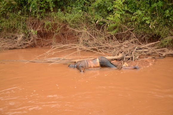 Imagem: Mulher encontrada afogada no Rio Vermelho 01 Corpo de mulher desaparecida em Rondonópolis é encontrado no Rio Vermelho