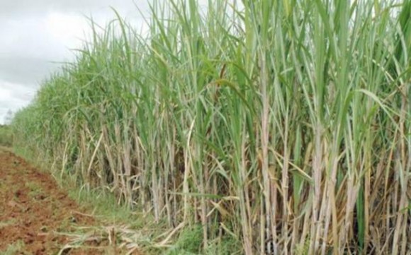 Imagem: cana acucar Meta do governo é recuperar produtividade da cana-de-açúcar