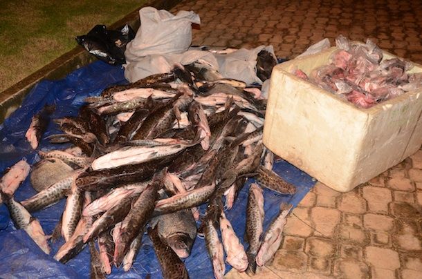 Imagem: Polícia apreende 500 kg de pescado durante Operação Santa  02