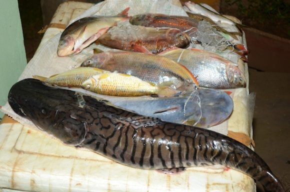 Todo o pescado foi doado-Foto: Varlei Cordova/AGORA MT
