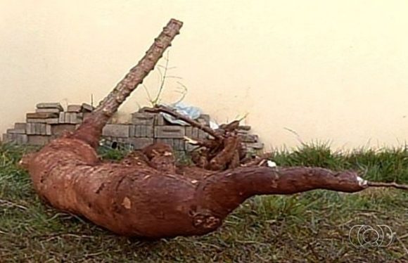 Morador achou mandioca gigante durante obra no quintal de casa (Foto: Reprodução/TV Anhanguera)