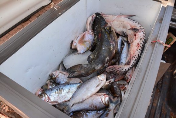 167 kg de pescado apreendido pela Policia Ambiental - Foto: Ronaldo Teixeira / AGORA MT 