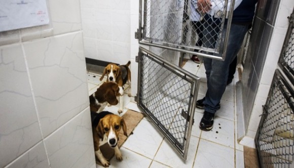 Cães da raça beagle são retirados de laboratório de pesquisas / Foto: reprodução