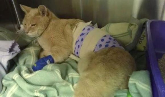 Felino vem se recuperando bem dos ferimentos após levar a pior em uma briga de rua com um cachorro (Foto: Lauri Stec/AP)
