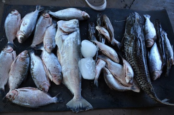 Cerca de 50 quilos de pescado foi apreendido, além de barco e arma – Foto: Aécio Morais/AGORA MT