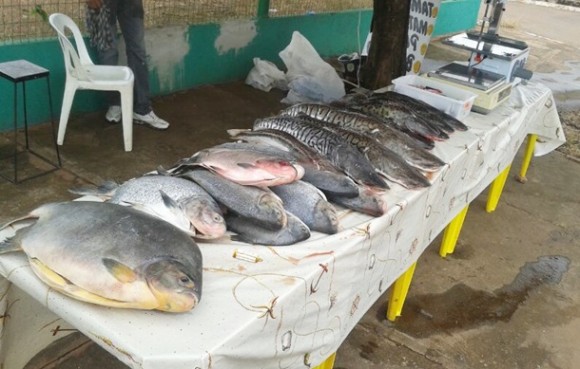 Pescado apreendido - Foto: reprodução