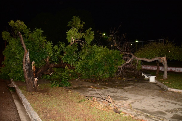 Árvore que caiu na Praça da Saudade - Foto: Varlei Cordova / AGORA MT