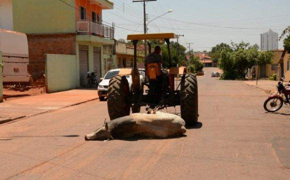 Boi sendo arrastado pela rua - Foto: Varlei Cordova / AGORA MT