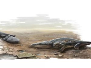 Na ilustração é possível ver dois exemplares da super salamandra que viveu na Terra há 200 milhões de anos (Foto: Joana Bruno/Universidade de Edimburgo/AP)