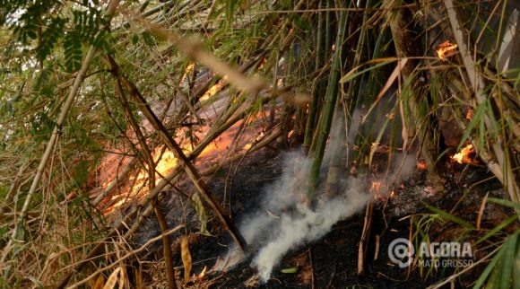 Incendio em bambus a beira do Rio Vermelho -  Foto: Varlei Cordova/AGORAMT