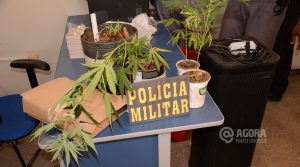 Planta aparentando ser maconha encontrada dentro de residencia de suspeitos - Foto : Messias Filho / AGORA MT