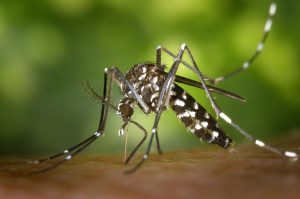 O Aedes aegipty, transmissor do vírus da dengue - Foto: Wikimedia Commons