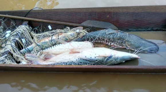 Apreensão de peixe no período da piracema- Foto: assessoria