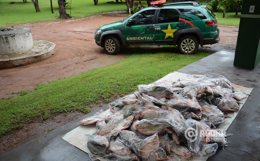 Imagem: Peixes apreendidos na operação semana santa Polícia Ambiental apreende 44 kg de pescado irregular