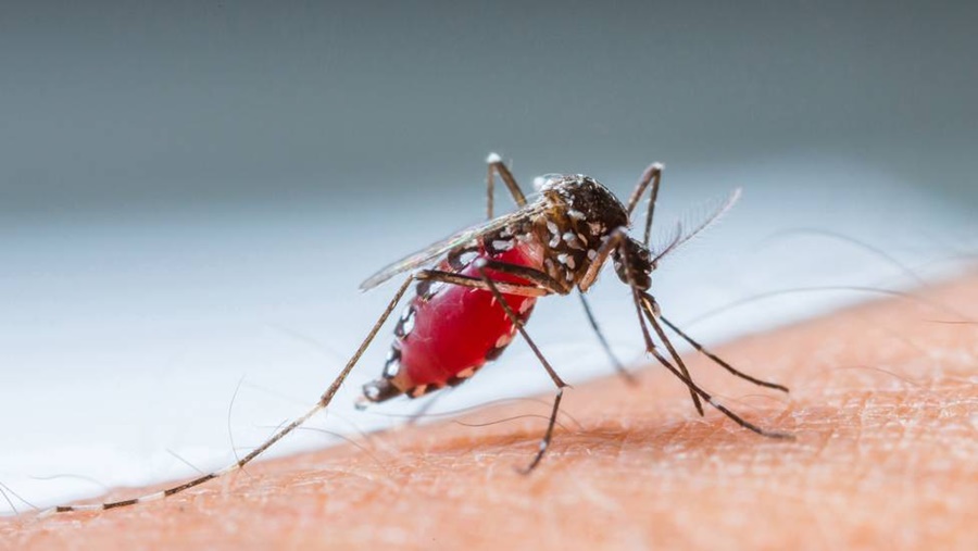 Imagem: mosquito dengue aedes Zika vírus febre chikungunya
