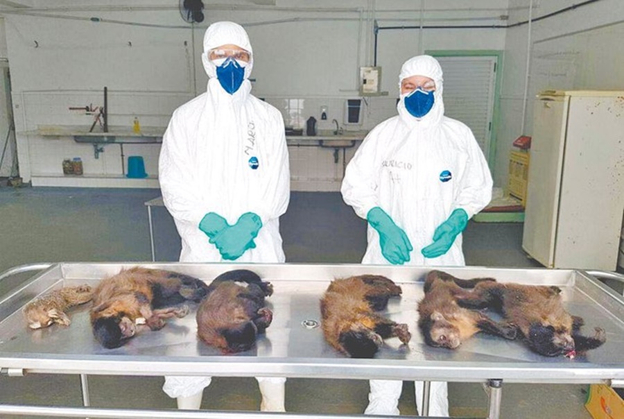 Imagem: Micos e macacos mortos por vírus
