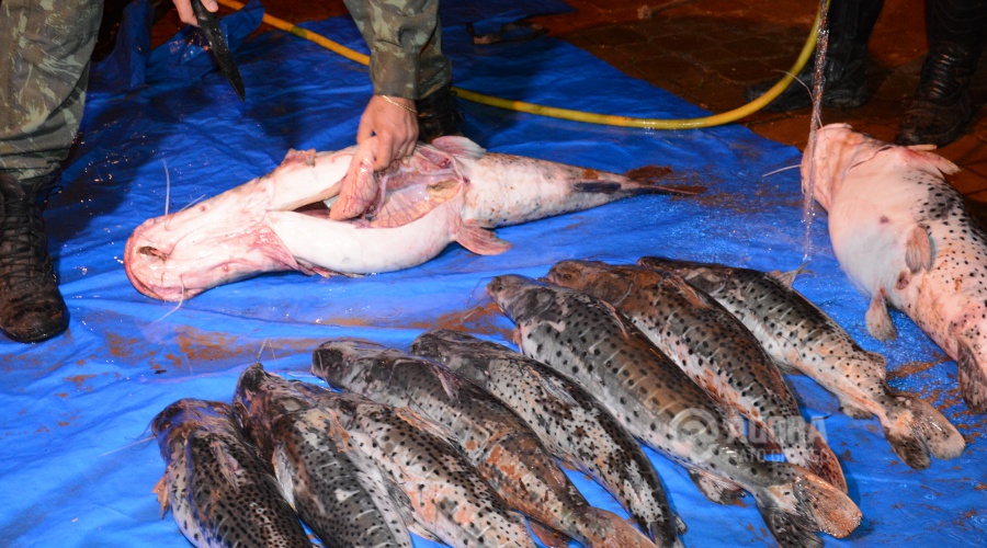 Policia Ambiental prende pescado em Poxoréu - Foto: Varlei Cordova / AGORA MT
