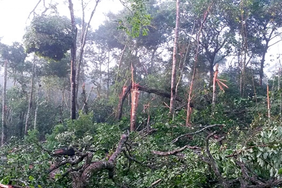Imagem: fortes ventos derrubam árvores em MT
