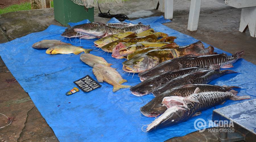 Imagem: O pescado foi apreendido pela PM ambiental nos fundos do Sitio Farias