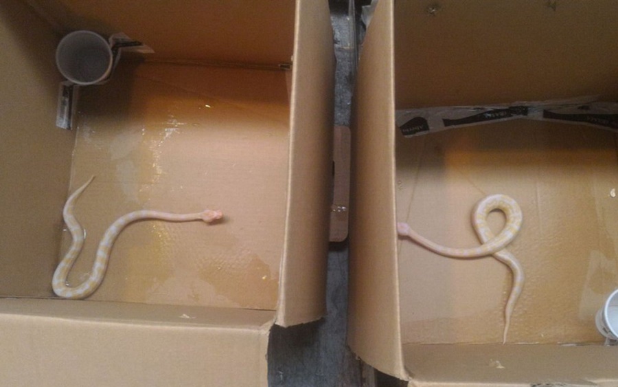 Imagem: pacotes com  cobras vivas são enviadas para aeroporto.