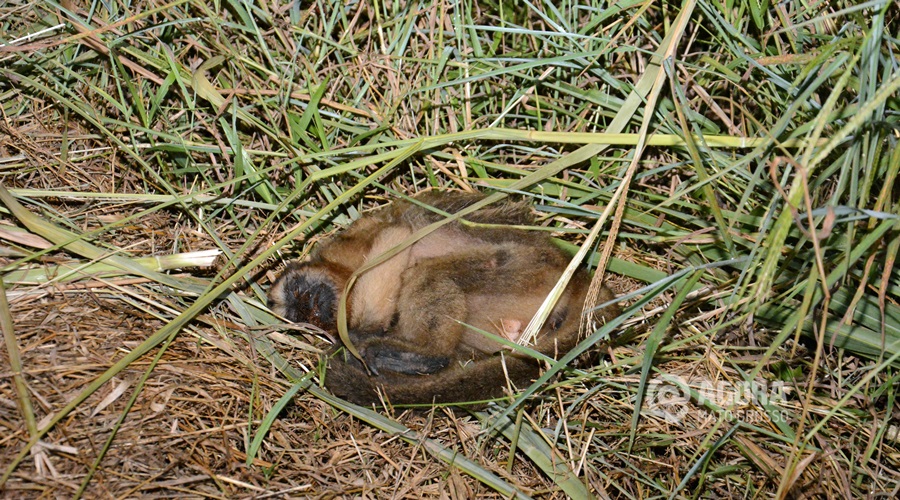 Macaco encontrado morto as margens de pista de caminhada - Foto : Messias Filho / AGORA MTMacaco encontrado morto as margens de pista de caminhada - Foto : Messias Filho / AGORA MT