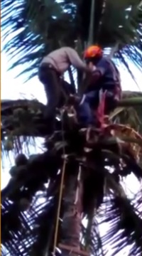 Imagem: bombeiro escalou a árvore com uma corda e resgatou a vítima. Foto: Divulgação