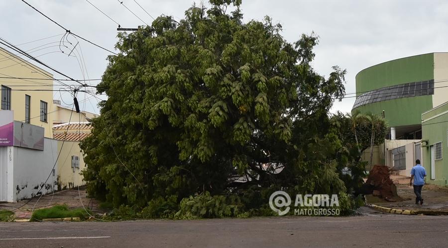 A árvore ocupou toda a rua Pedro Ferrer esquina com a Cuiabá - Foto: Ricardo Costa / AGORA MATO GROSSO