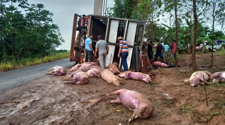 Imagem: Caminhão de porcos tomba e morre alguns animais