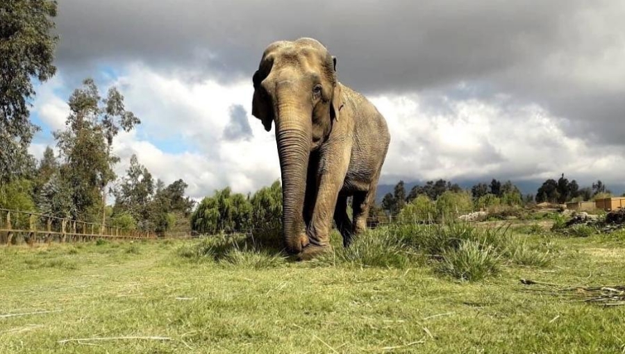 Imagem: elefanta ramba