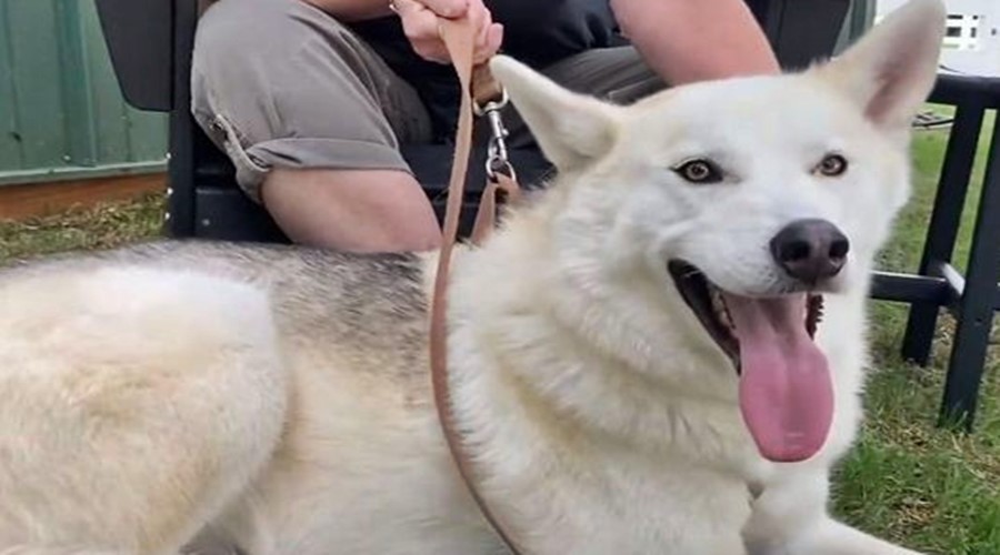 Imagem: Cão recuperado Homem tenta matar cachorro de fome para se vingar da ex-mulher
